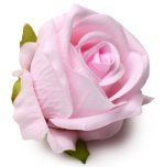 The Rose Lover's Gift Box Bloomgasm - Pink - Image 9