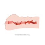 Crazy Bull Masturbator Sleeve - Mavis - Image 6
